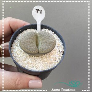 LITHOPS Nº71 – PT 07 cm