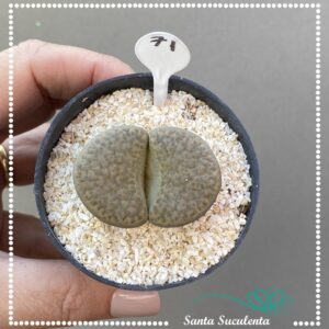 LITHOPS Nº71 – PT 07 cm