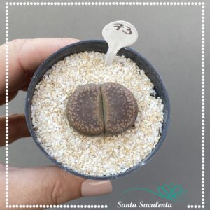 LITHOPS Nº73 – PT 07 cm