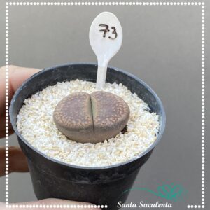 LITHOPS Nº73 – PT 07 cm
