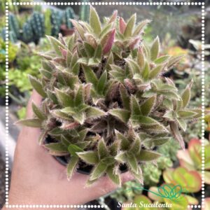 ORELHA DE BICHANO (CYANOTIS SOMALIENSIS) – PT 11 cm
