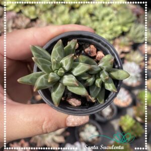 PACHYPHYTUM COMPACTUM RED TIPS – PT 06 cm