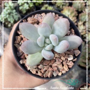 PACHYPHYTUM SALTENSE – PT 11 cm