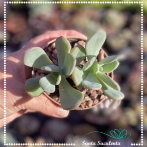 PACHYPHYTUM  – PT 09 cm