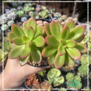 PACHYSEDUM TEAM SET – PT 11 cm