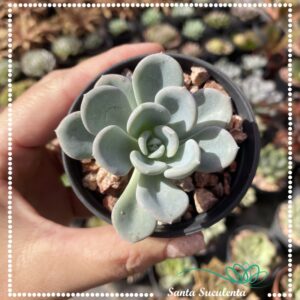 PACHYVERIA ORPET – PT 07 cm