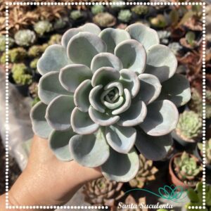 PACHYVERIA ORPET – PT 11 cm