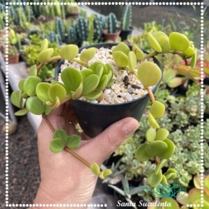PEPEROMIA HOPE – PT 11cm