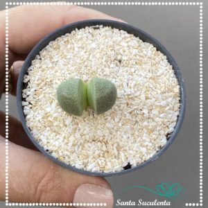 PLEIOSPILOS NELLII – PT 07 cm