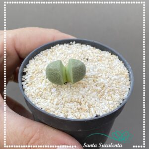 PLEIOSPILOS NELLII – PT 07 cm