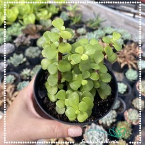 PORTULACARIA AFRA – PT 11 cm