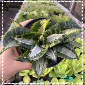 SANSEVIERIA MINI TRIFASCIATA HAHNII “STREAKER” – PT 11 cm