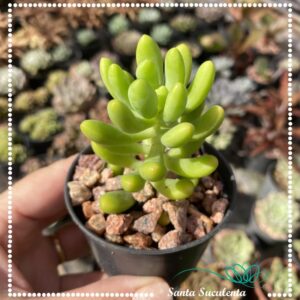 SEDUM ALICE EVANS – PT 07 cm