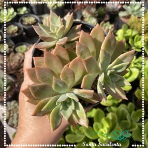 SEDUM CREPUSCULO (COLONIA) – PT 11 cm