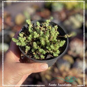 SEDUM NUDUM – PT 11 cm