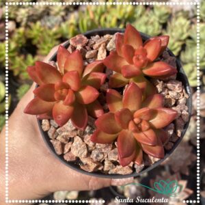 SEDUM NUSSBAUMERIANUM – PT 11 cm