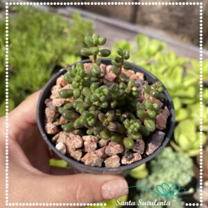 SEDUM STAHLII – PT 09 cm