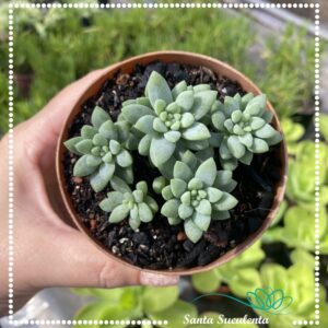 SEDUM TRELEASEI – PT 09 cm