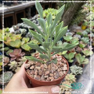 SENECIO KLEINIIFORMIS – PT 09 cm