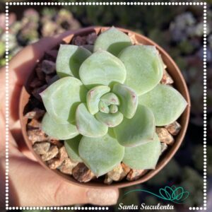 ECHEVERIA GERMAN – PT 09 cm