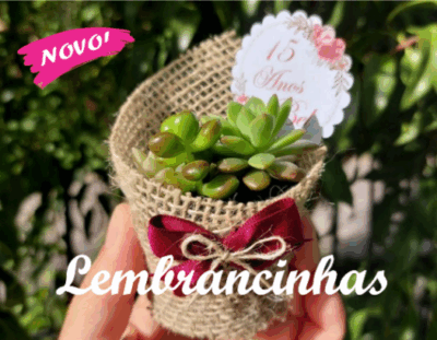Suculentas e Cactos - Santa Suculenta Coleção Online